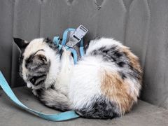 -龍聚祥烧麦馆(鼓楼店)