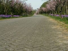 -上海海湾国家森林公园