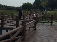 -荷塘月色湿地公园·向阳花洲