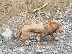 -栾川竹海野生动物园