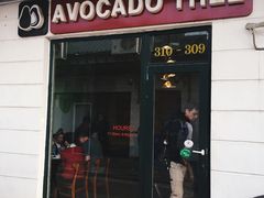 -油梨树AVOCADO TREE(顺义新国展店)