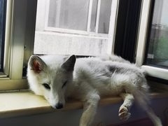 -北京观赏动物医院·24小时大型综合·猫专科·异宠专科