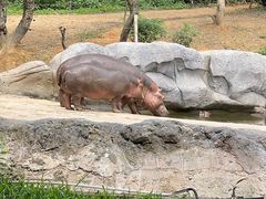 -广州长隆野生动物世界