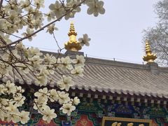 -护国法轮寺