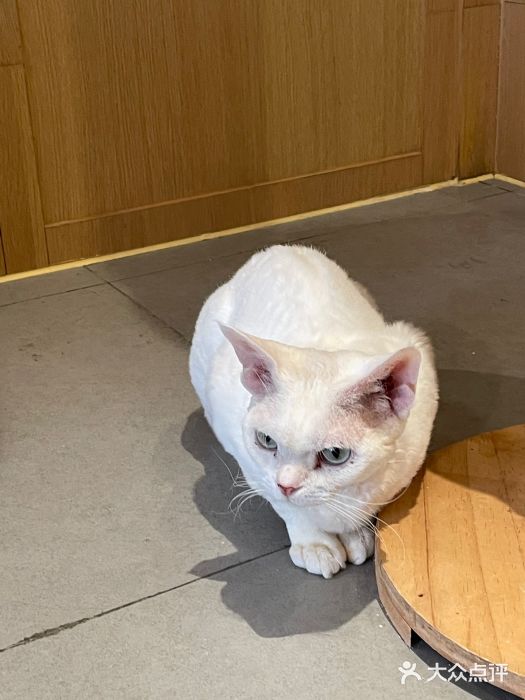 CAT’S MEWSTAR CAFE·喵星球猫屋(晴湾咖啡店)图片