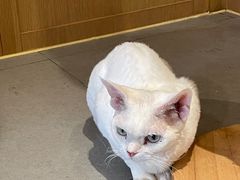 -CAT’S MEWSTAR CAFE·喵星球猫屋(晴湾咖啡店)