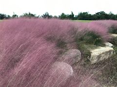 -白鹭湾湿地公园