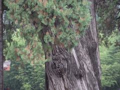 -黄帝陵