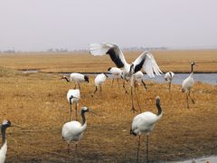 -黑龙江扎龙生态旅游区