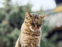 -西园寺