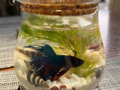 -卡普里披萨·牛扒·下午茶