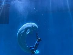 -芜湖新华联大白鲸海洋公园