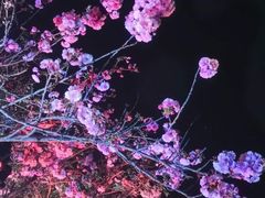 -天适樱花悠乐园