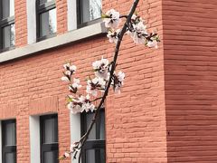 -桃花堤公园