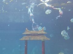 -涛·海底餐厅·美人鱼·自助餐·海底隧道(三亚海棠湾洲际度假酒店)