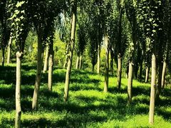 -东郊湿地公园