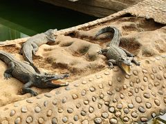 -石家庄市动物园