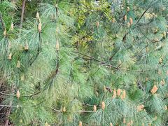 -绵阳盛世樱花悠乐谷