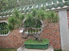 -名树园