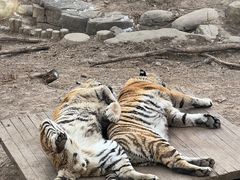 -大连森林动物园