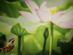 -悦乐坊