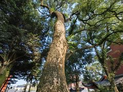 -江西龙虎山景区