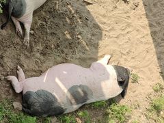 -北京鹿世界主题园