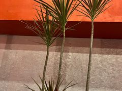 -觅福里•熟成和牛餐厅