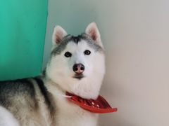 -Husky Go! 哈士奇体验馆·宠物咖啡厅狗咖