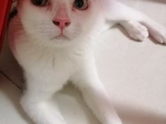 -荔康动物医院(康王北路店)