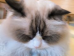 -藏猫猫咖啡主题馆(中央大道店)