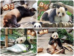 -广州长隆野生动物世界