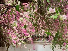 -深圳国际园林花卉博览园