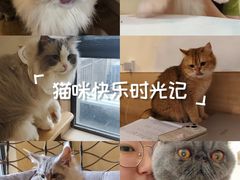 -滚猫咖啡·猫咖·猫友好撸猫(未来城店)
