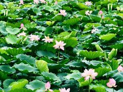 -荔湾湖公园