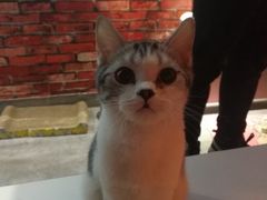 -AOE 火焰 剧本密室狼人杀