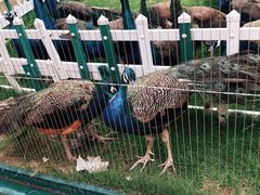 -济南野生动物世界