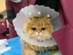 -美联众合动物医院·24h京西诊疗中心