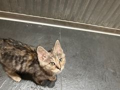 -鞠老头钵钵面(大坪店)