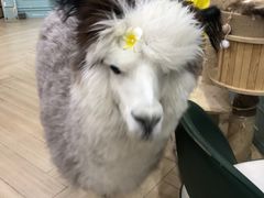 -安格丽娜·狗咖·猫咖羊驼咖(春熙路百盛商场店)
