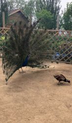 -萌宠亲子动物乐园(槐房万达店)