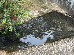 -广东惠东海龟国家级自然保护区