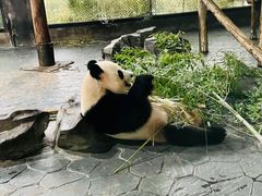 -上海野生动物园