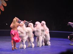 -珠海横琴长隆《卡卡虎奇遇记》