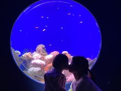-江和美海洋公园