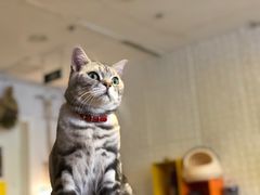 -平行世界·猫咖(首经贸店)