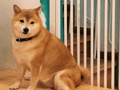 -是阿柴呀！柴犬咖啡·爱喵喵猫咖