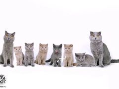 -超宠爱宠物摄影-Super pet