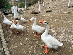 -栾川竹海野生动物园