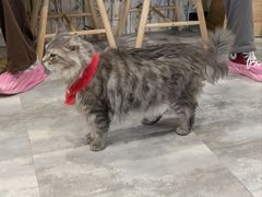 -楼上猫咖(罗湖店)